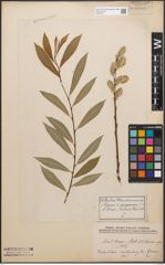 Foto von Salix caprea L. x Salix purpurea L.